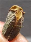  Capsule